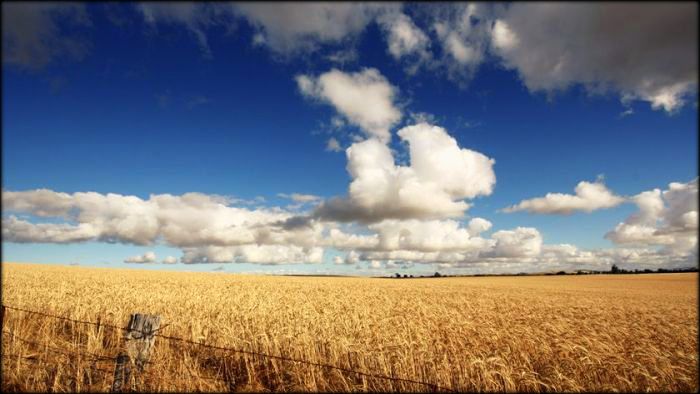 Growing wheat in the Mallee. Original photo from ABC News.